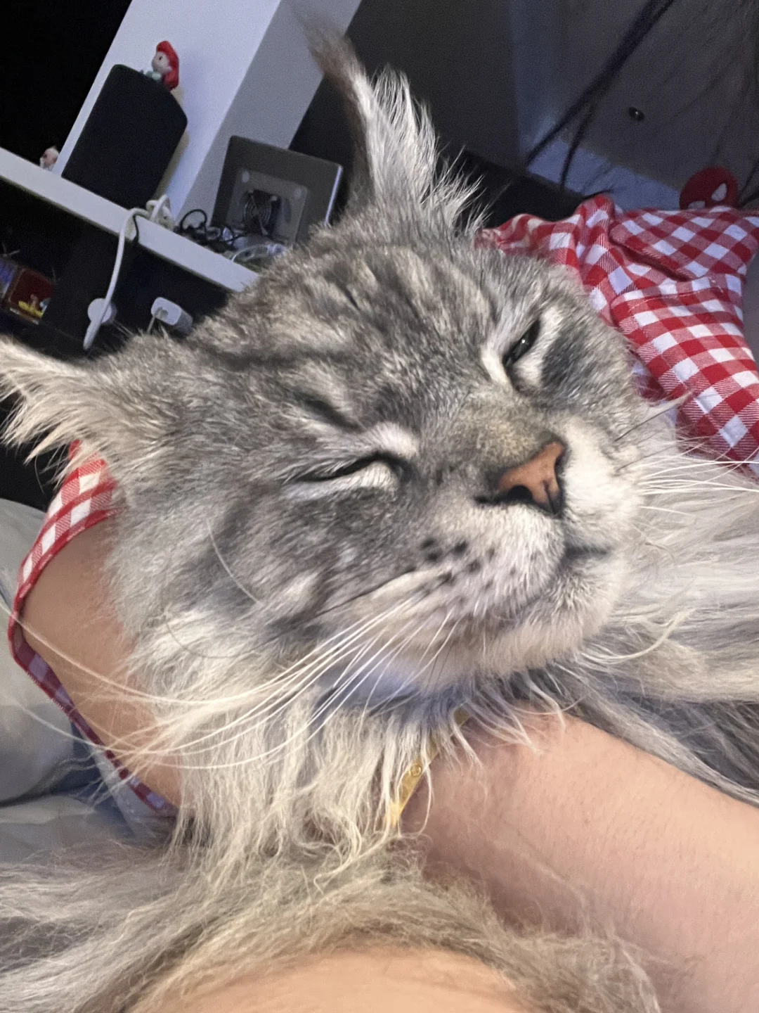 好大一颗猫猫头2