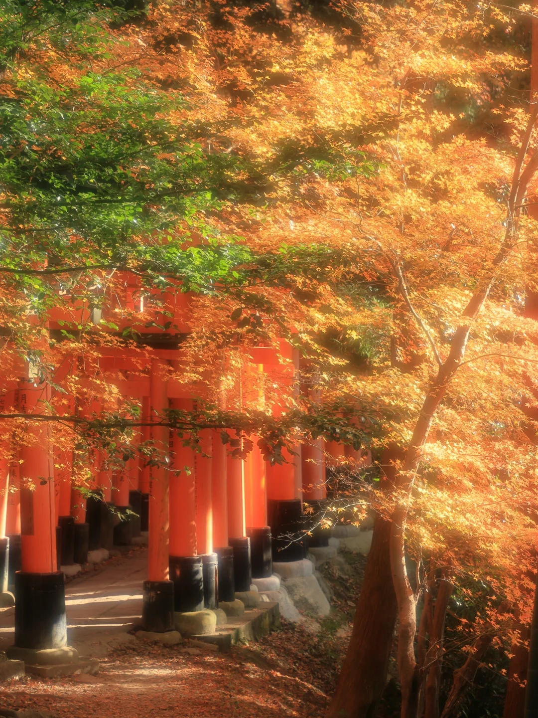 日本京都丨感觉是梦境里才会出现的神社