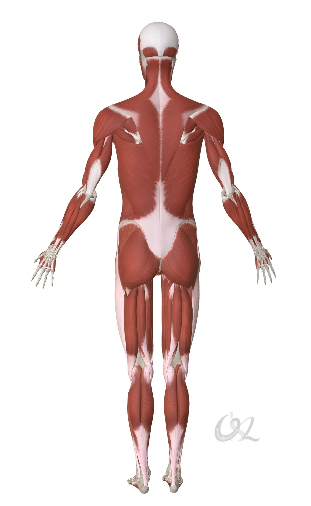 受伤以后，身体会试图通过“肌肉夹”的方式，保护受伤部位。这种保护机制，就是把伤口