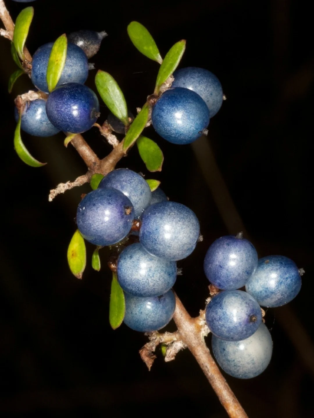 稀有浆果～蛋白石莓Coprosma propinqua