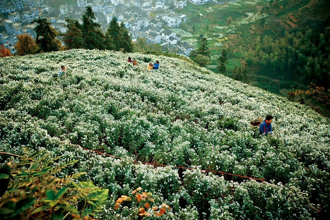 “高山雪，低山霜”——徽州贡菊