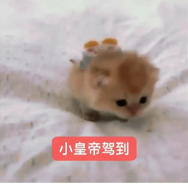 实用版呆萌又抽象的小奶猫文字表情包