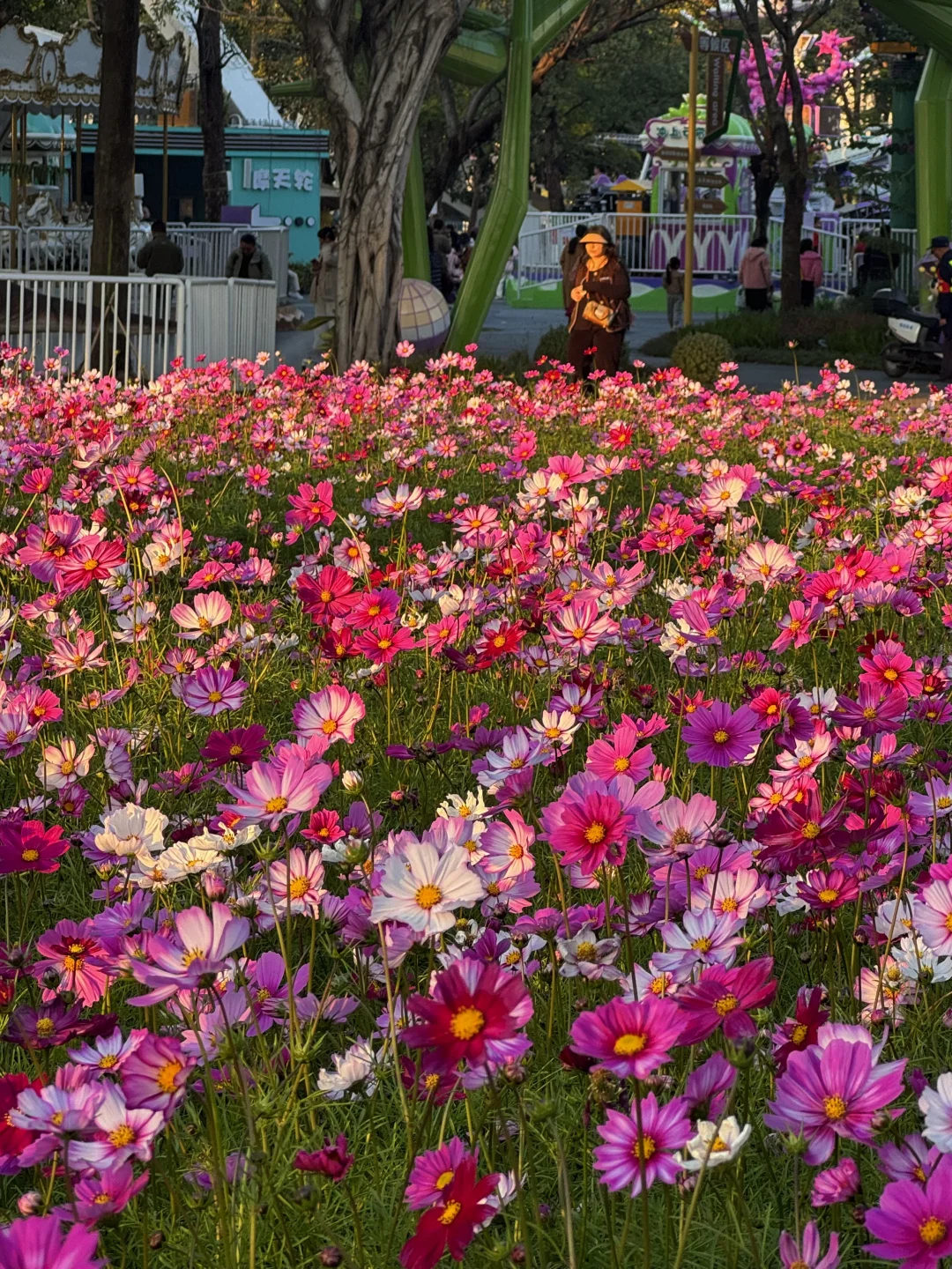 1.11Live！佛山这片格桑花海开好了！美翻啦～