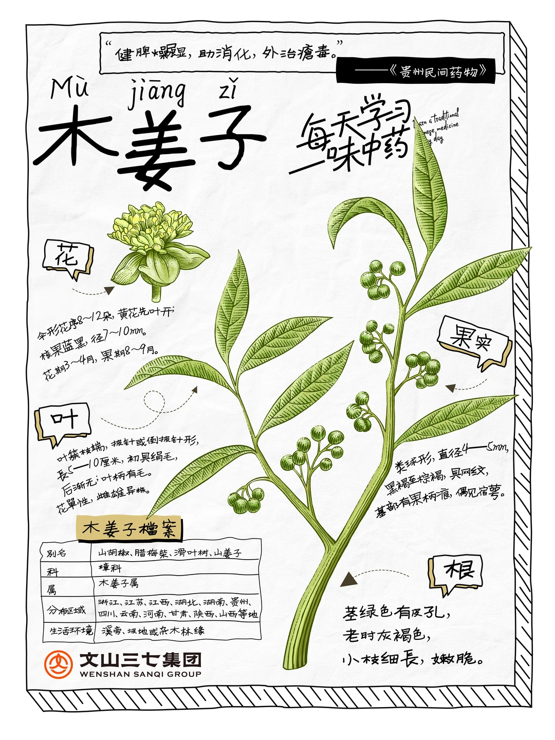 👉🏻每天学习一味中药｜木姜子