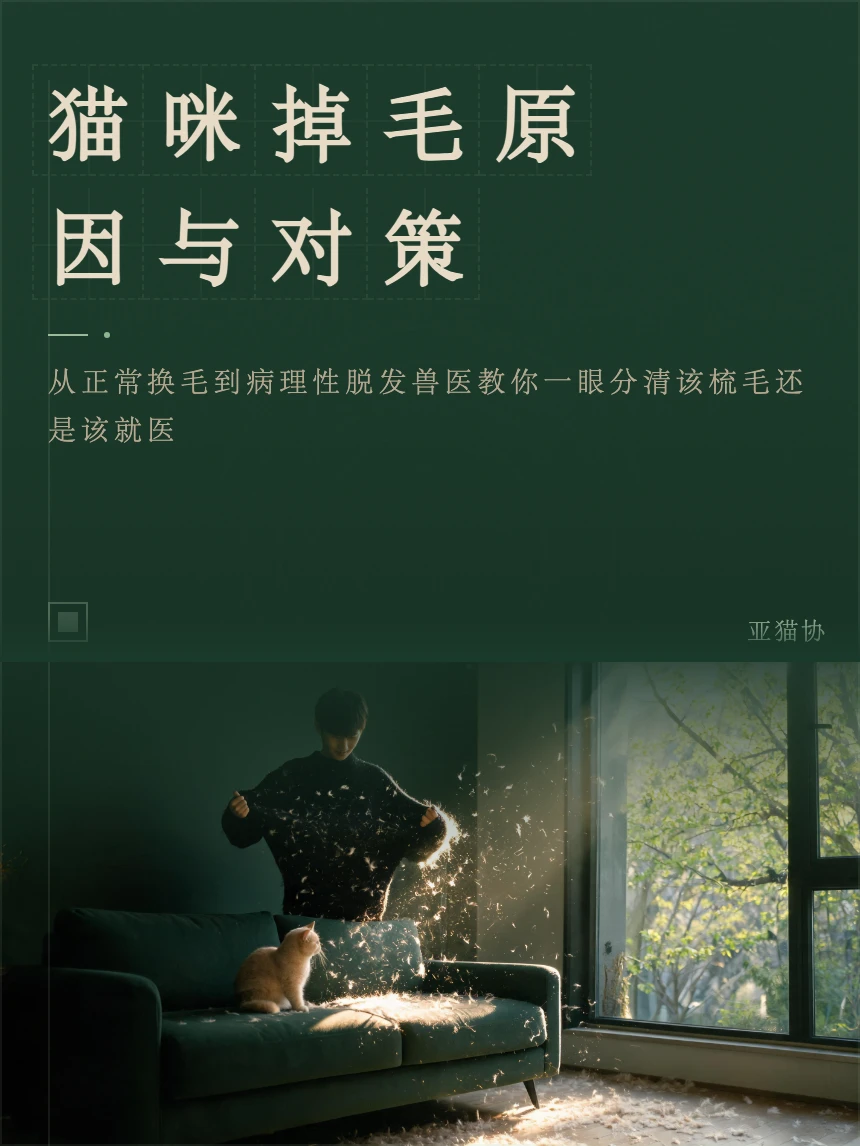 猫咪掉毛原因与对策
