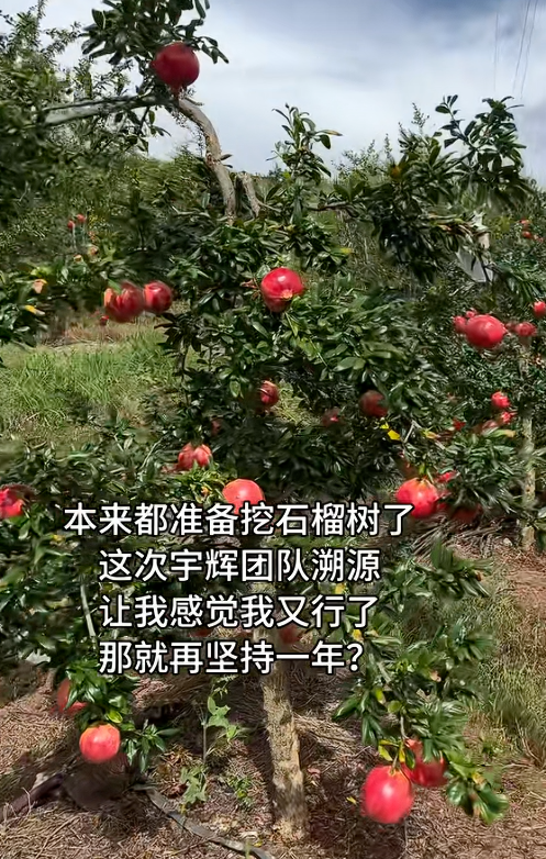会理石榴果农感谢董宇辉！