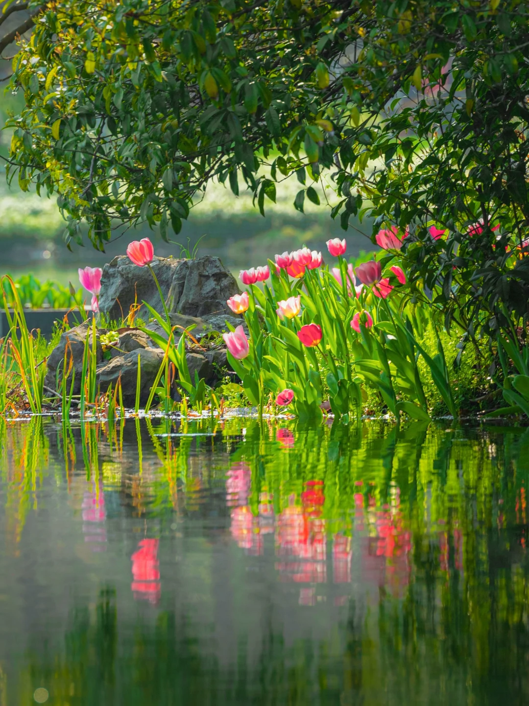 3.11实拍🌷杭州太子湾已经美到next level….