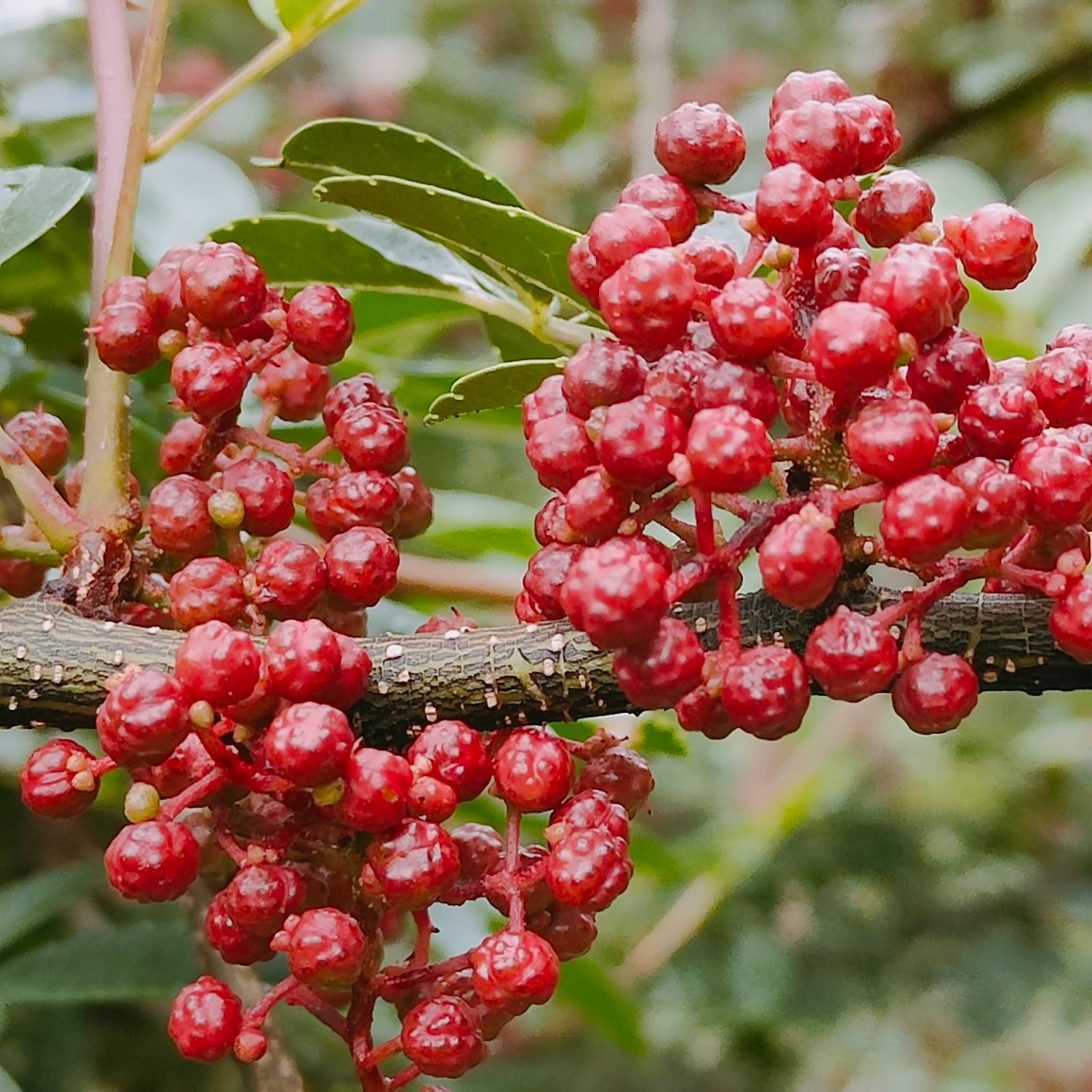 漫行草木间 花椒Zanthoxylum bungeanum Maxim.系芸香科（Rutaceae）花椒属Zanthoxylum L. 落叶小乔木，该属植物广泛分布于亚洲、非洲、大洋洲和北美洲的热带和亚热带地区；风起云散 全世界约有250种，我国有39个种、14个变种，主要分布于云南、贵州、四川、西藏、广西及广东等省区；遇见美好 花椒既是我国传统的香料和调味品，也是一种中药材，其果实、根、茎皆可入药；人间烟火 《中国药典》2020年版记载，花椒有“温中止痛，杀虫止痒”的功效，可用于治疗脘腹冷痛、呕吐泄泻、虫积腹痛、蛔虫症、湿疹和瘙痒；现代药理学研究表明花椒有诸多药理作用，如抗菌、杀虫、抗氧化、抗肿瘤、局部麻醉、抗炎镇痛和抑制血小板凝集等；