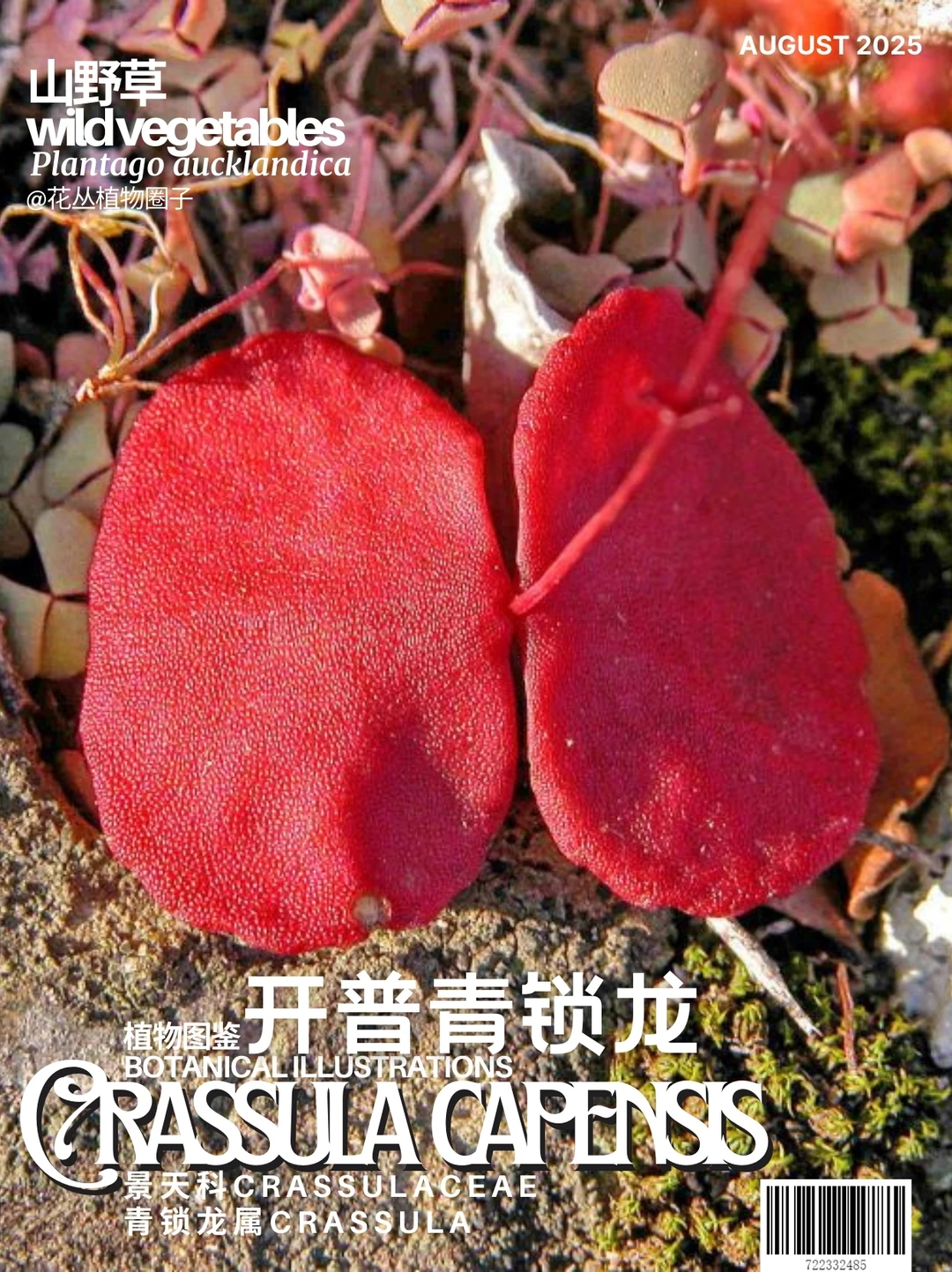 开普青锁龙Crassula capensis