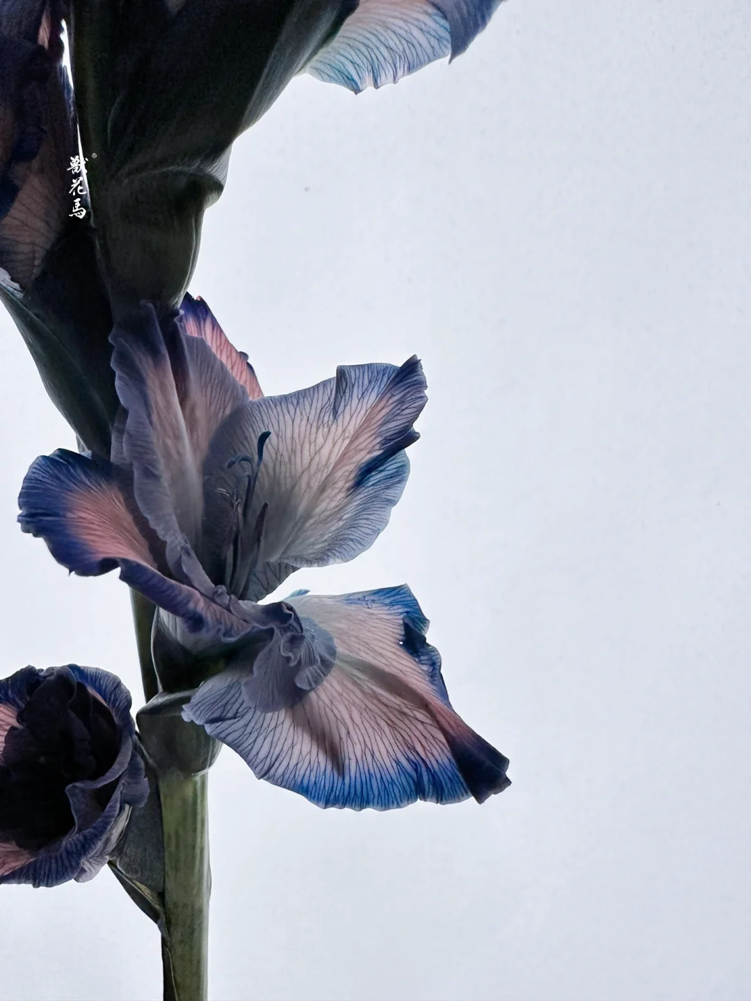 吸色剑兰｜那个初雪的清晨❄️