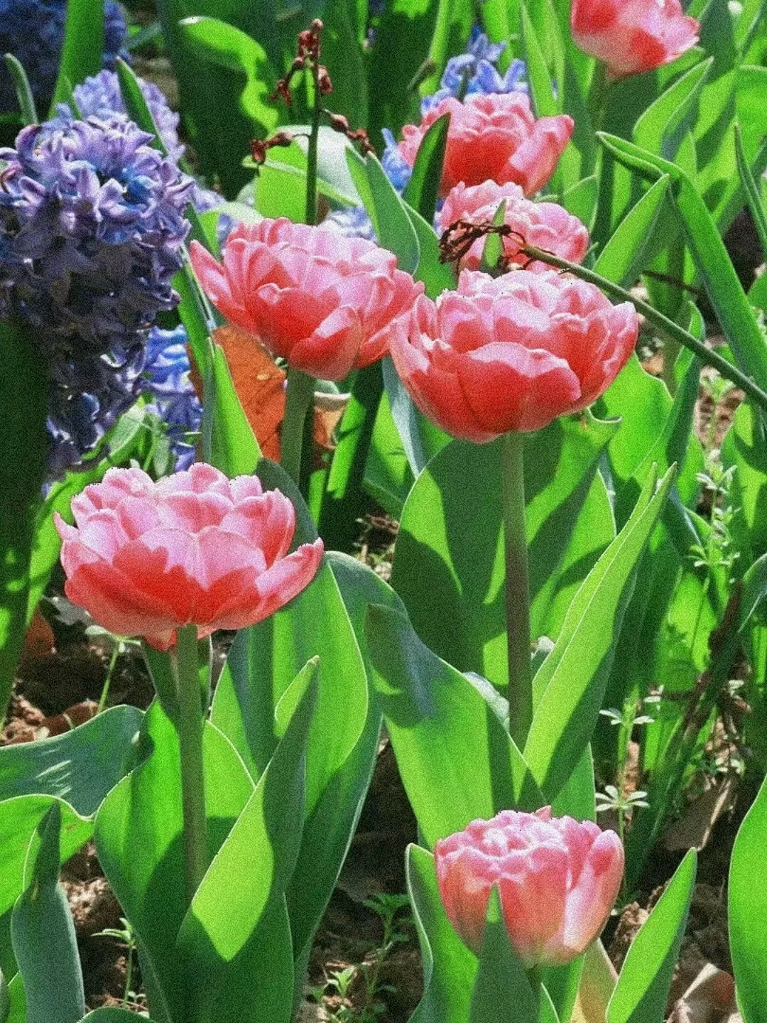 合肥植物园|合肥版太子湾花海🌺