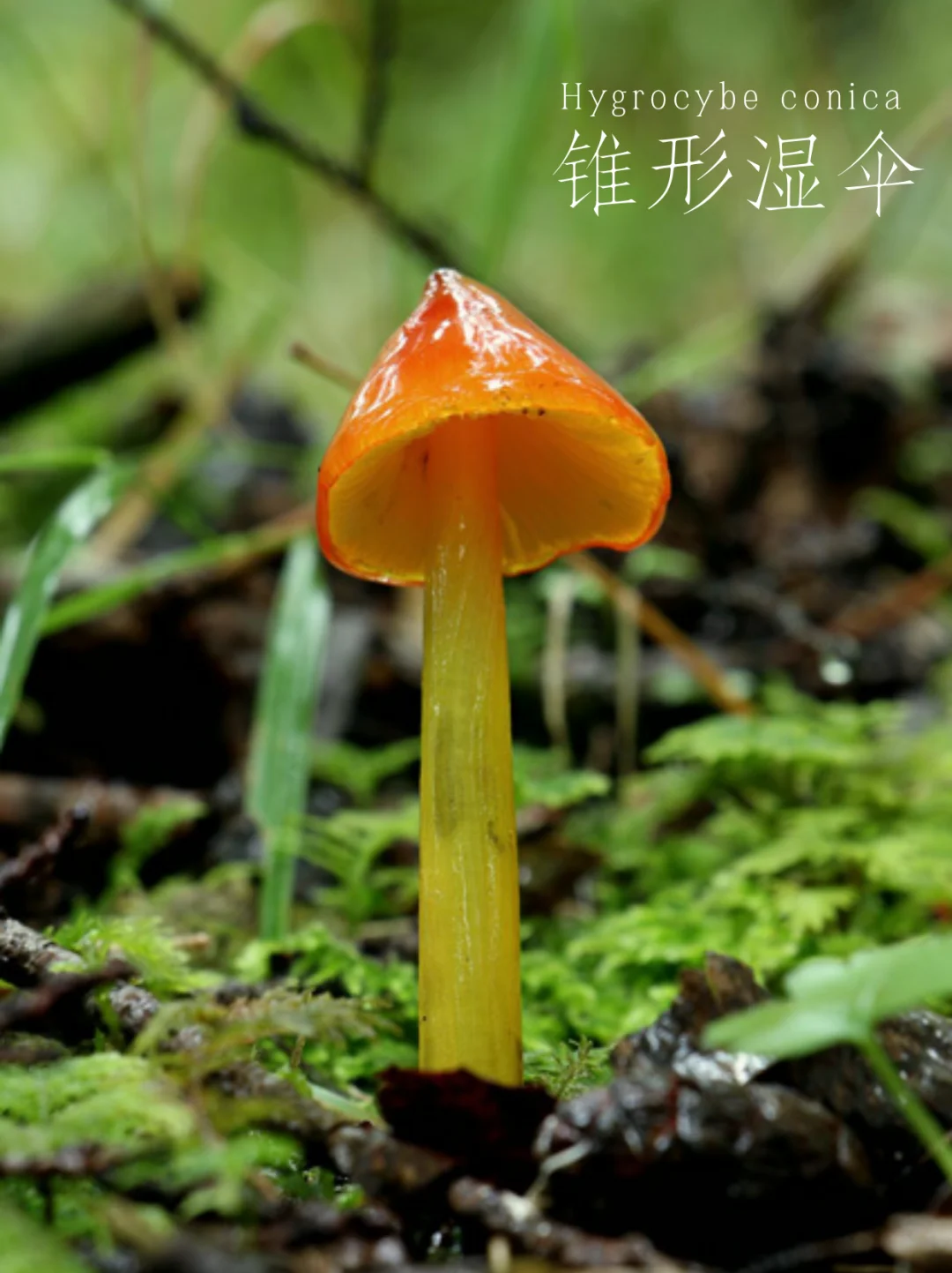 锥形蜡伞，会变黑，又叫鬼火菇