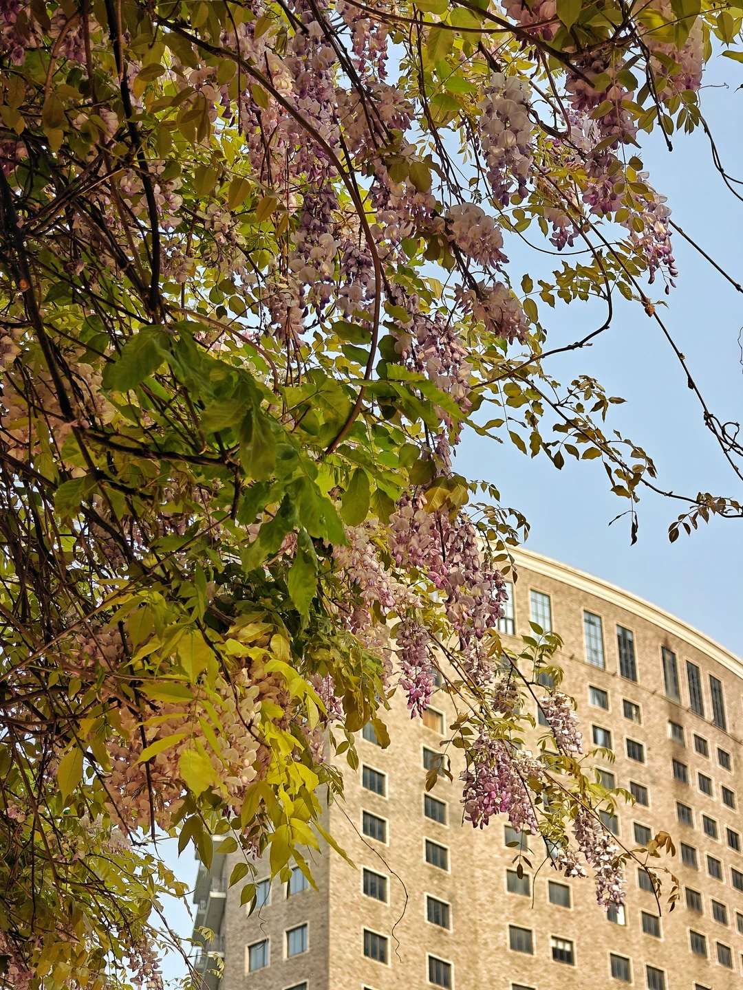 看紫藤何必去郊区，市中心就有