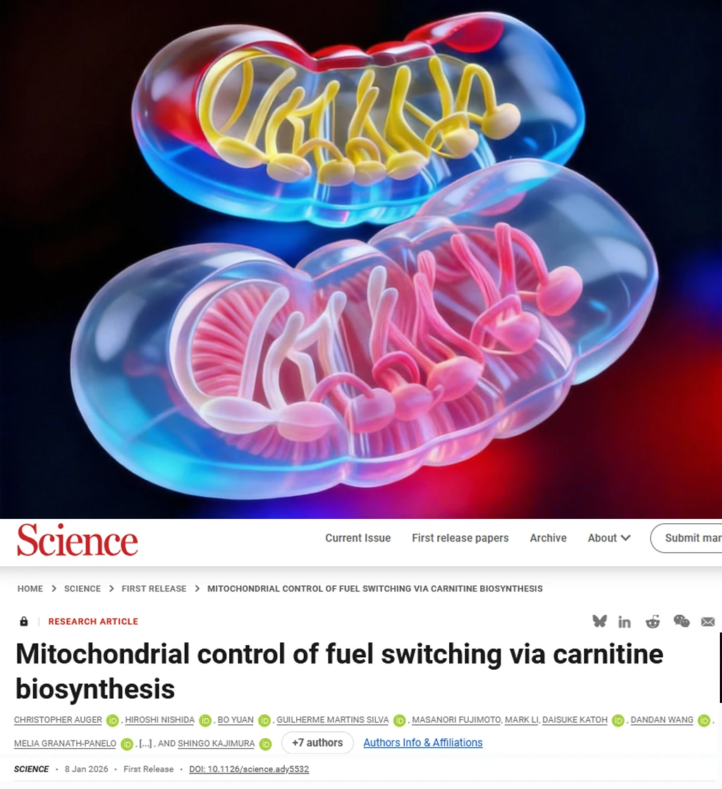 Science重磅-线粒体控制脂肪代谢的钥匙找到