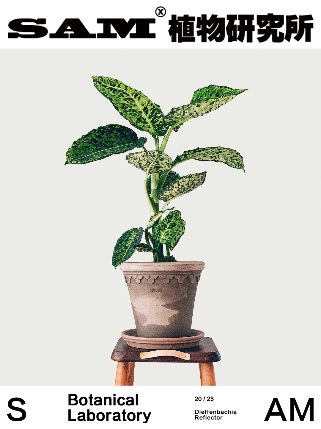 荧光帝王青｜Dieffenbachia 'Reflector'