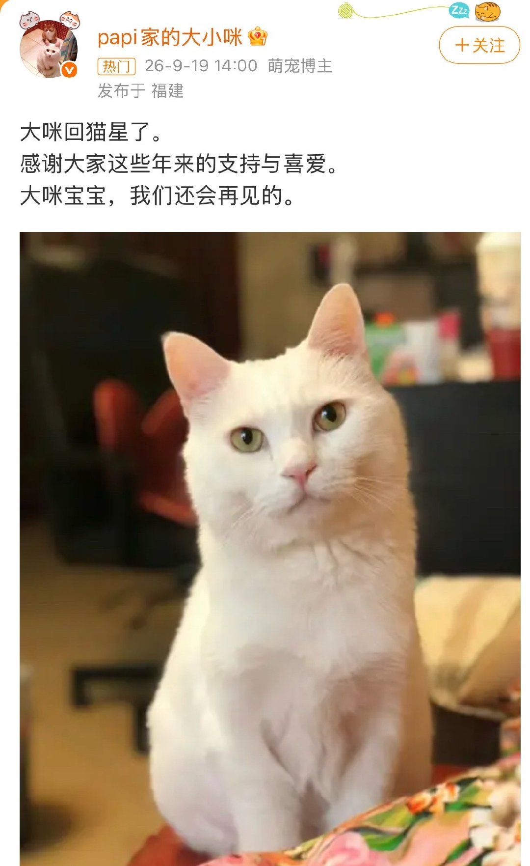 #papi家的大咪回喵星了#

第一次刷到papi的猫，没想到第一面就是最后一面……每次看到别人都猫咪去喵星都很难过，无法想象我应该怎样去迎接那一天[泪][泪][泪] ​