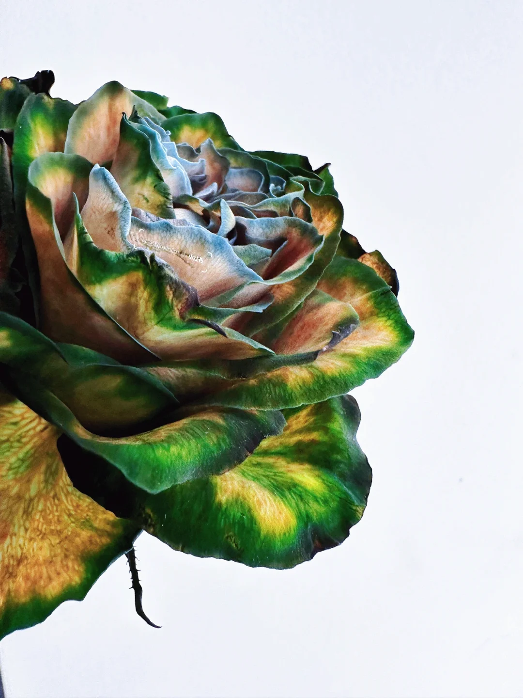 花材分享｜玫瑰-《千里江山图》配色🔵🟢