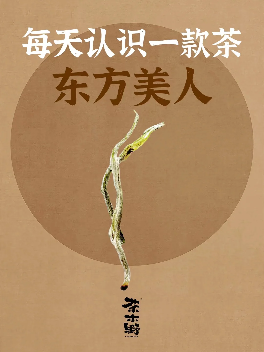 知识分享丨一分钟了解东方美人