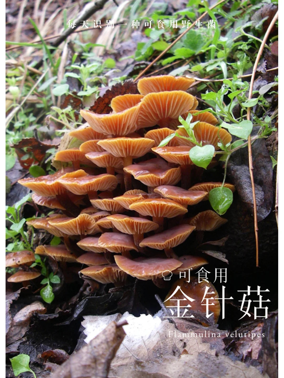 野生金针菇，味道实在鲜美