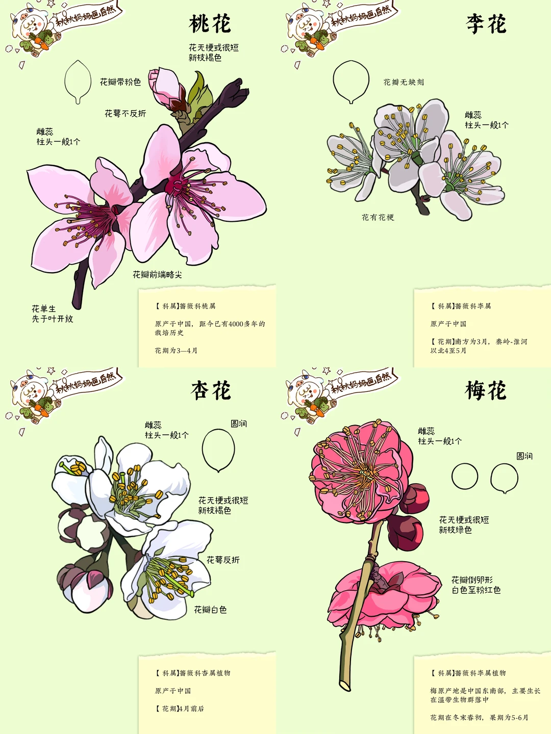 画给孩子的植物｜春天的花儿，我们一起认识它