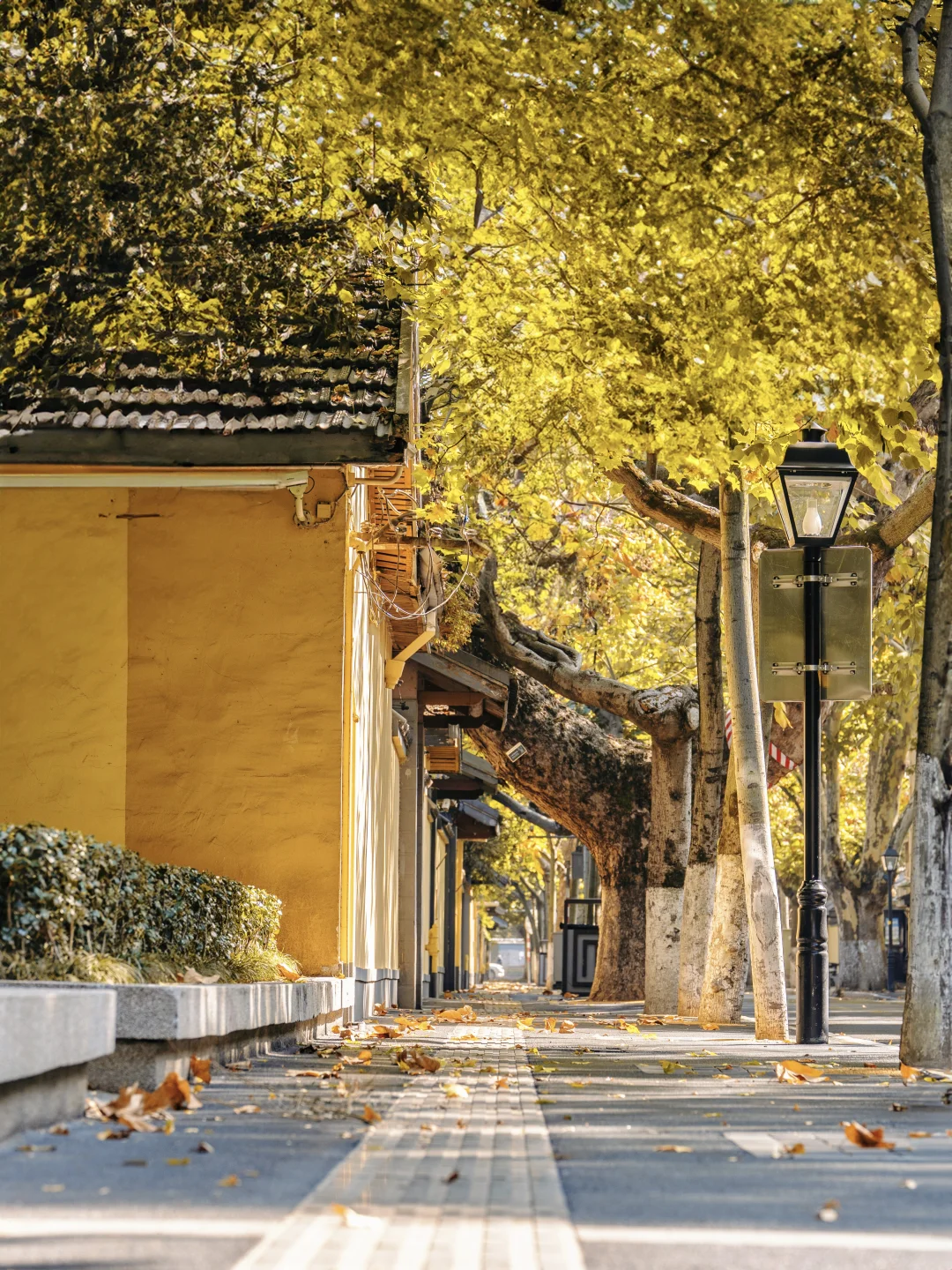 我宣布‼️没有一个城市比南京更懂秋天😭