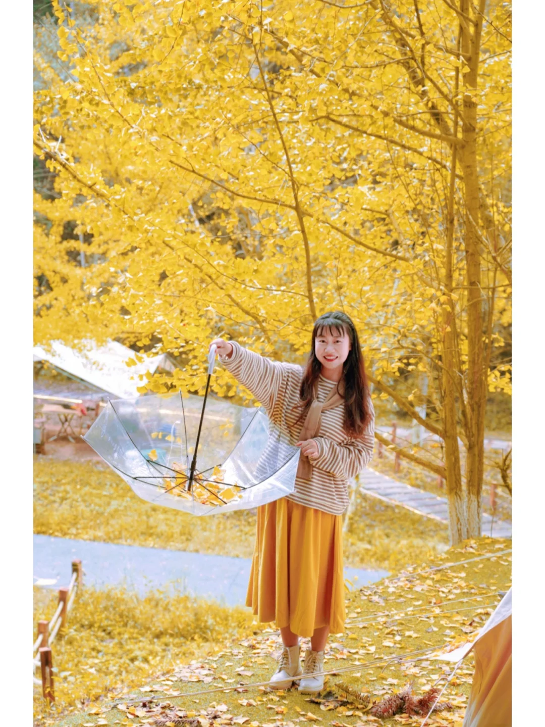 去野吧⛺️ 去铺满银杏叶的林间露营