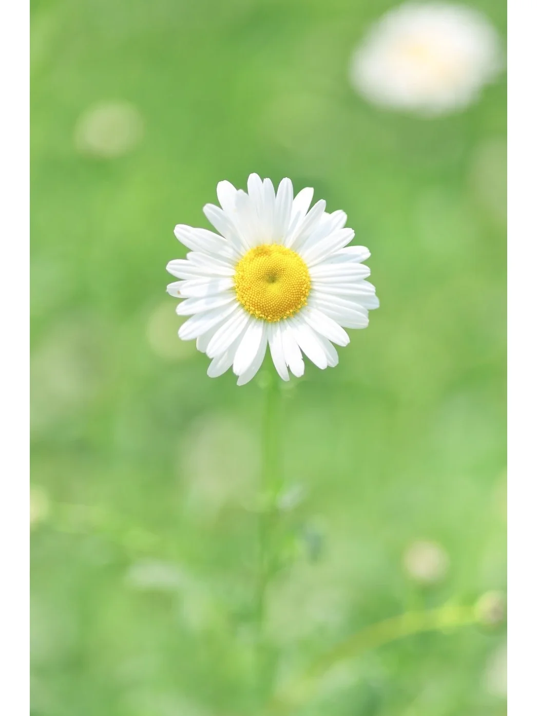 夏日小雏菊壁纸/从第2张开始疯狂心动❗️