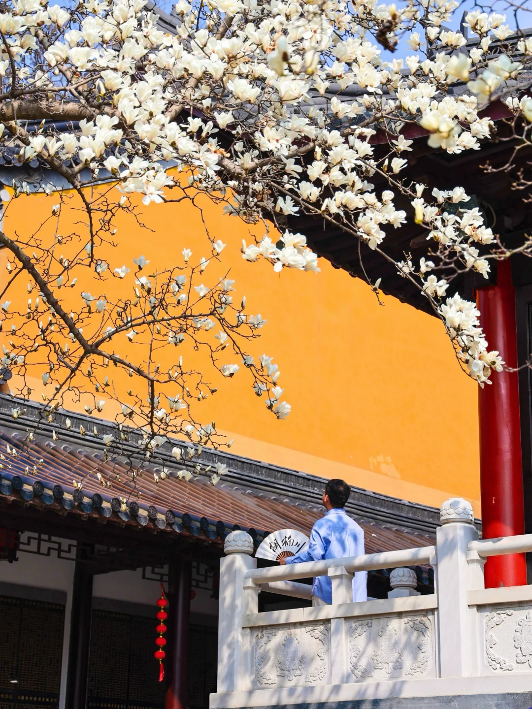 南京灵谷寺的玉兰花快要杀疯了！！！！！