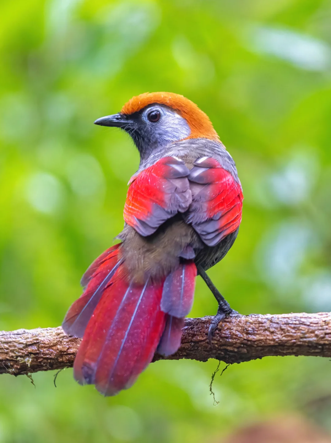 跨年看红尾噪鹛，从头红到尾！