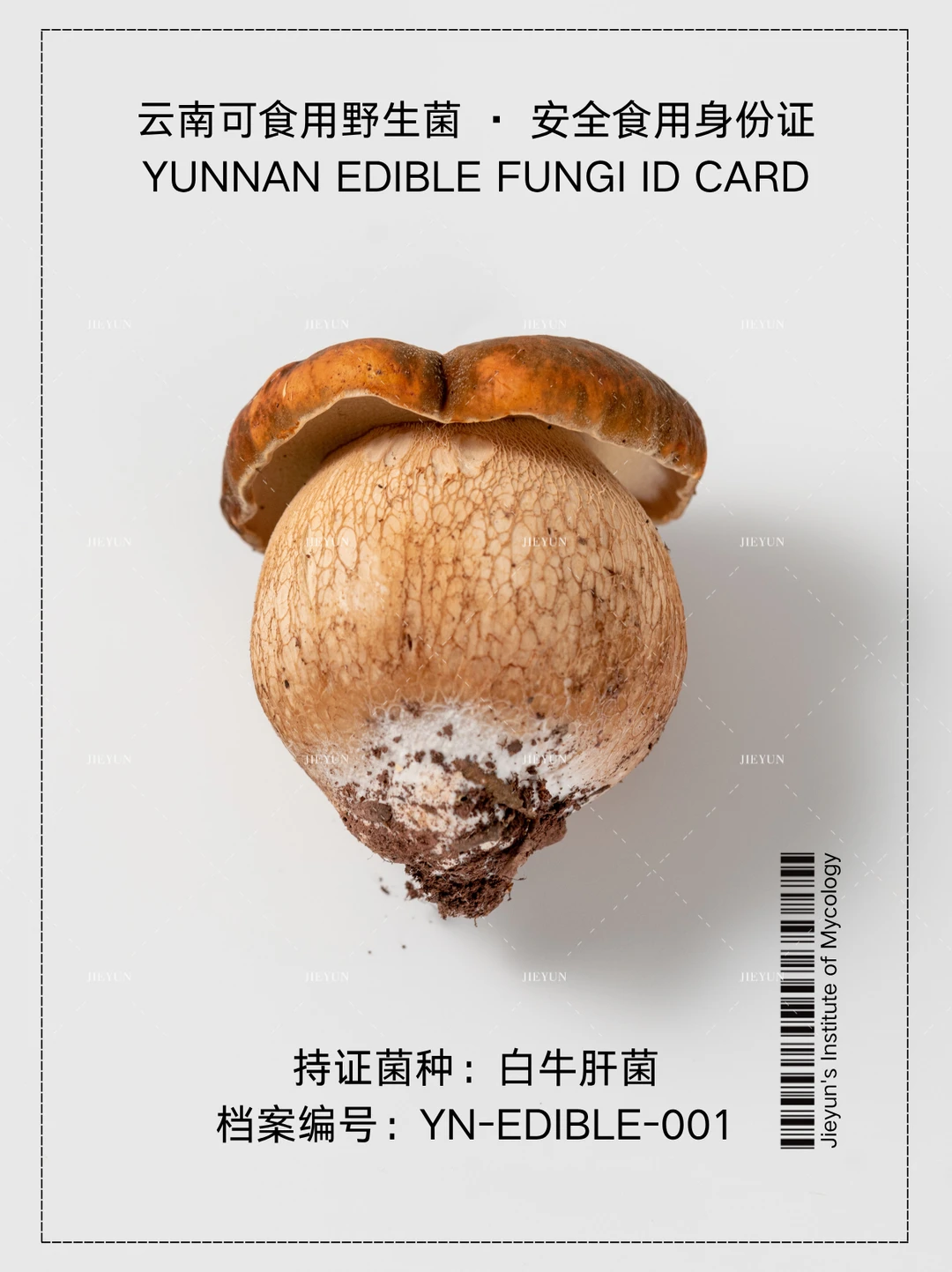 云南野生菌身份证NO.1｜白牛肝菌