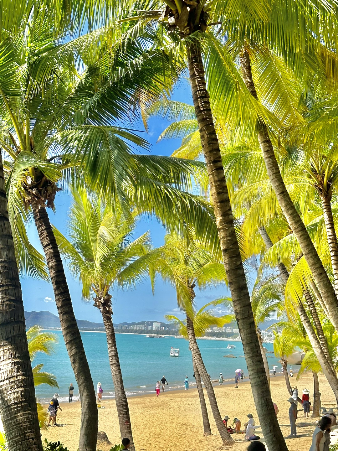 我宣布！ 三亚的冬天真的是人间理想‼️‼️‼️