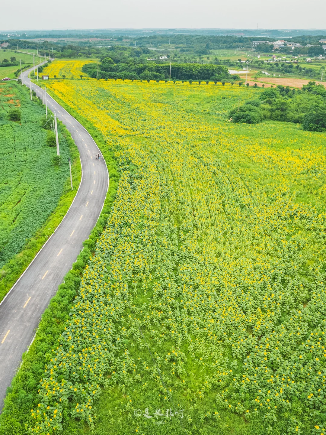武汉最大免费向日葵花海🌻，就在武汉‼️