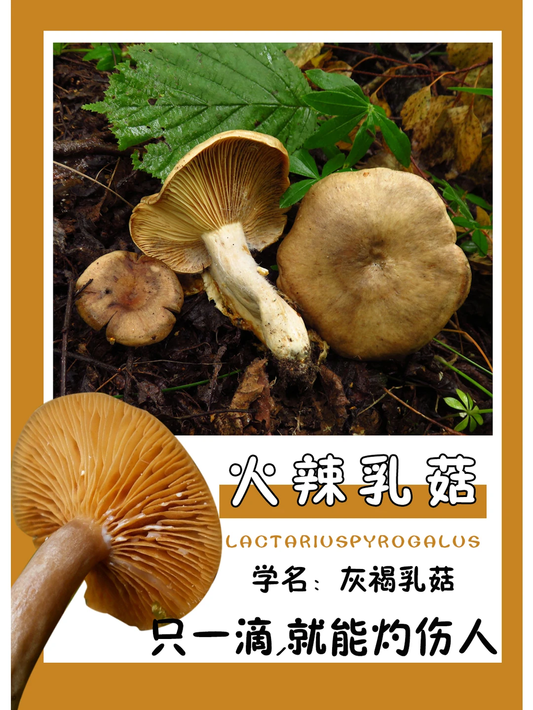 就，真的很火辣~