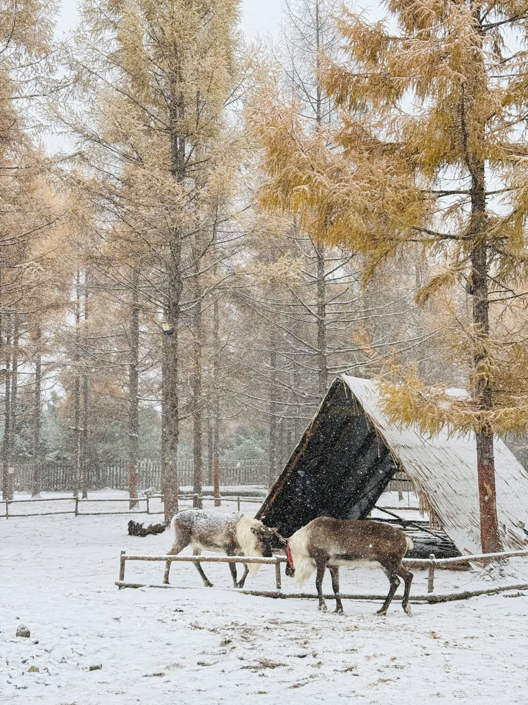 10.19号实拍！长白山二道白河初雪美到失语。。