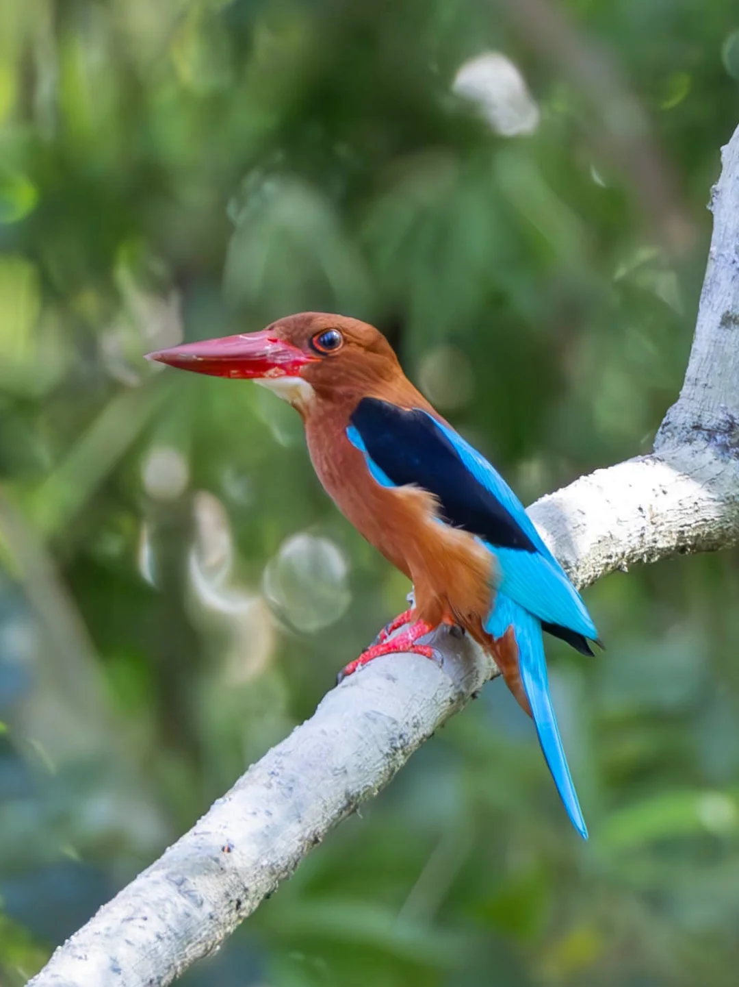 别认成白胸翡翠！我是自带巧克力的褐胸翡翠