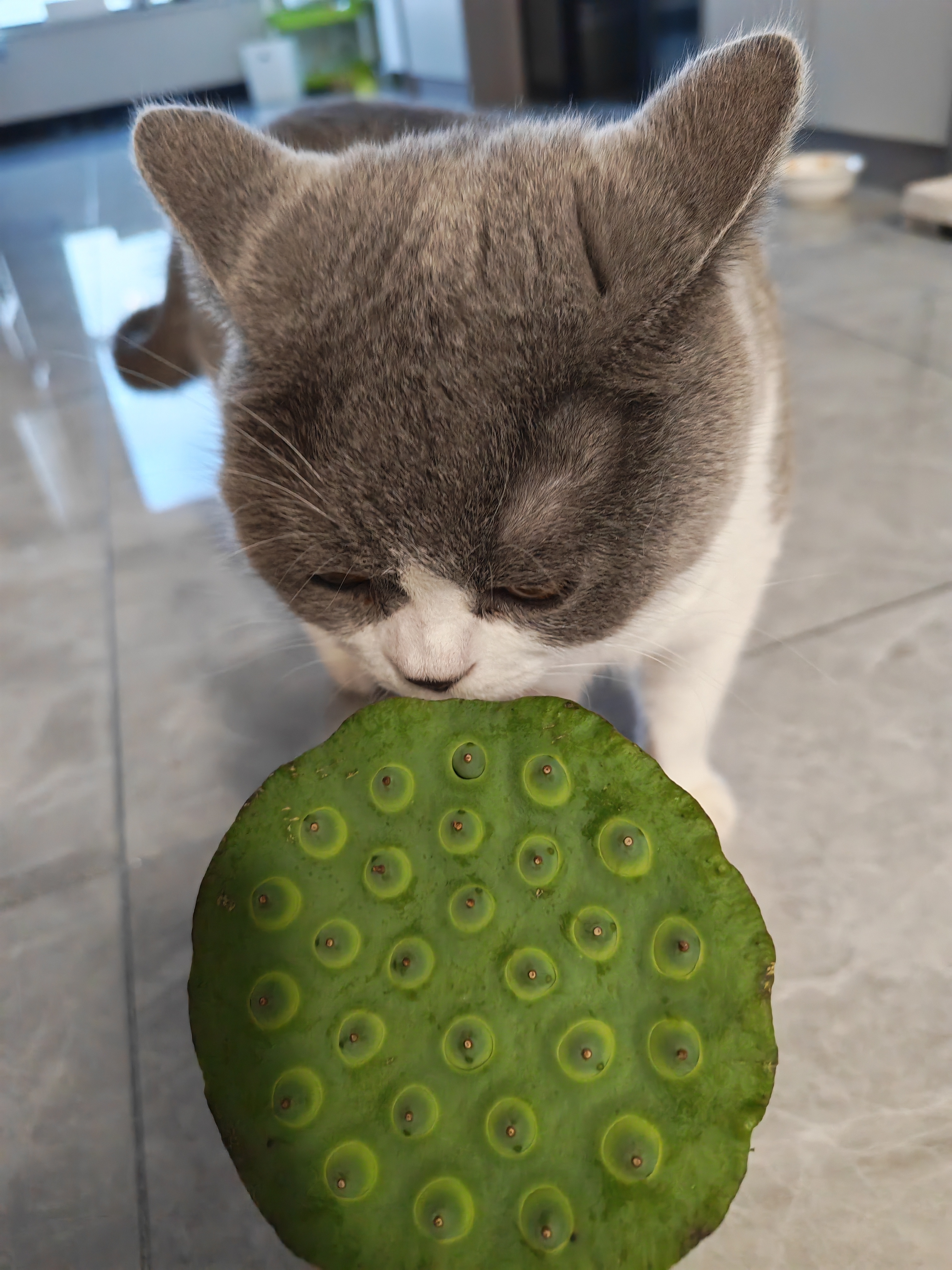 #每天和肖战说晚安# 今天是品味猪猪，我现在正窝在沙发上写晚安，我的小狗趴我我旁边的沙发扶手上用它的尾巴不断甩到我的脸和手机上，还发出撒娇的短促叫声，搞不懂在想啥，尾巴尖都甩到我键盘上了。今天终于采摘着吃了，有一层不知道是啥的白霜，所有使劲搓洗，开水一焯就没了，这个羽衣甘蓝比超市买 ​