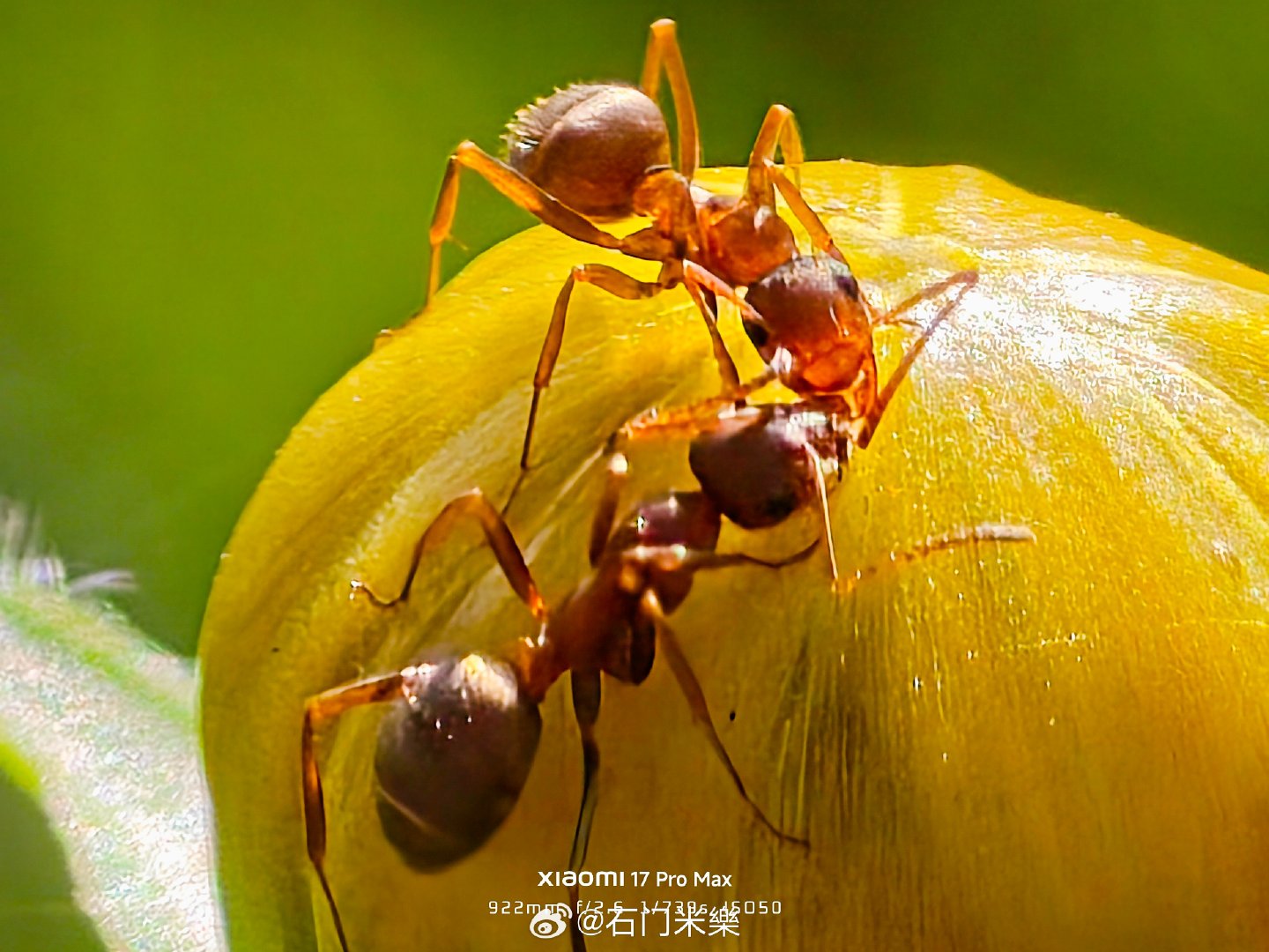 蚂蚁的悄悄话#石家庄[超话]##随手拍##小米手机[超话]##小米17promax##长焦微距##手机摄影# ​