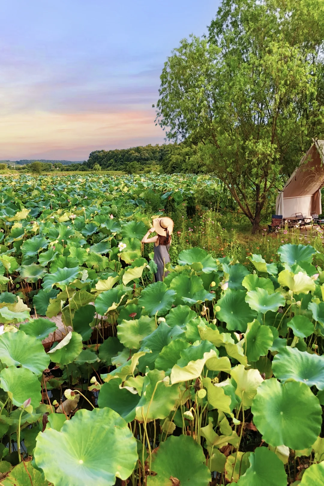 武汉巨新小众打卡地！绝美千亩茶山+荷塘落日