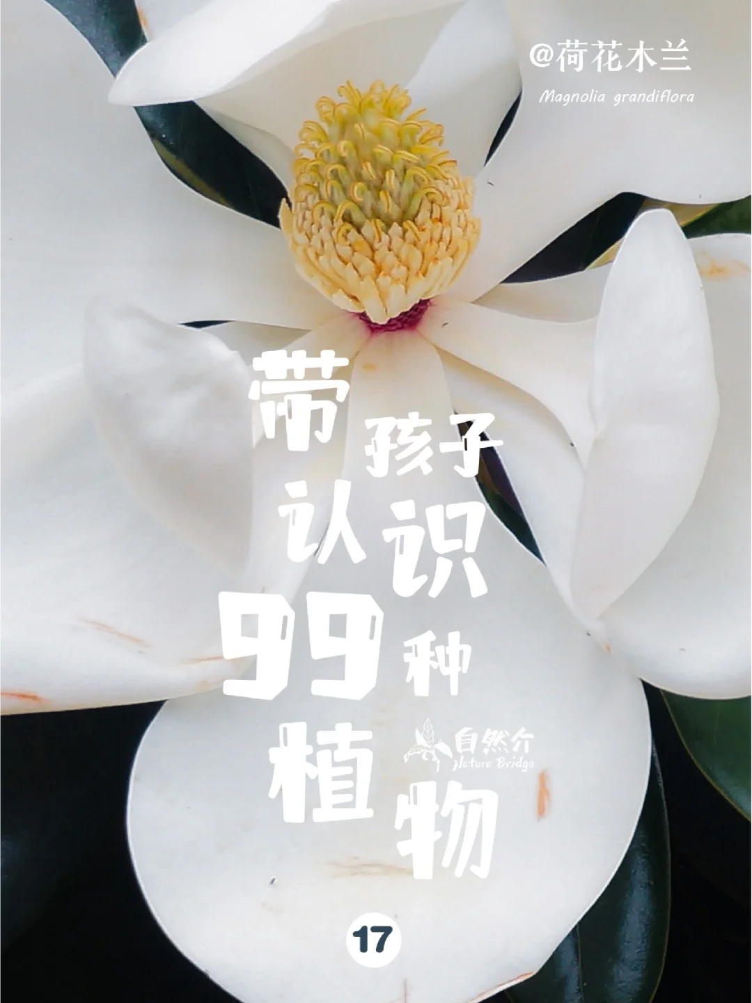 带孩子认识99种植物