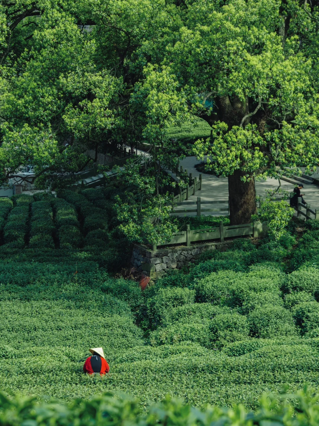 杭州采茶季，被这三条茶山徒步路线治愈了！