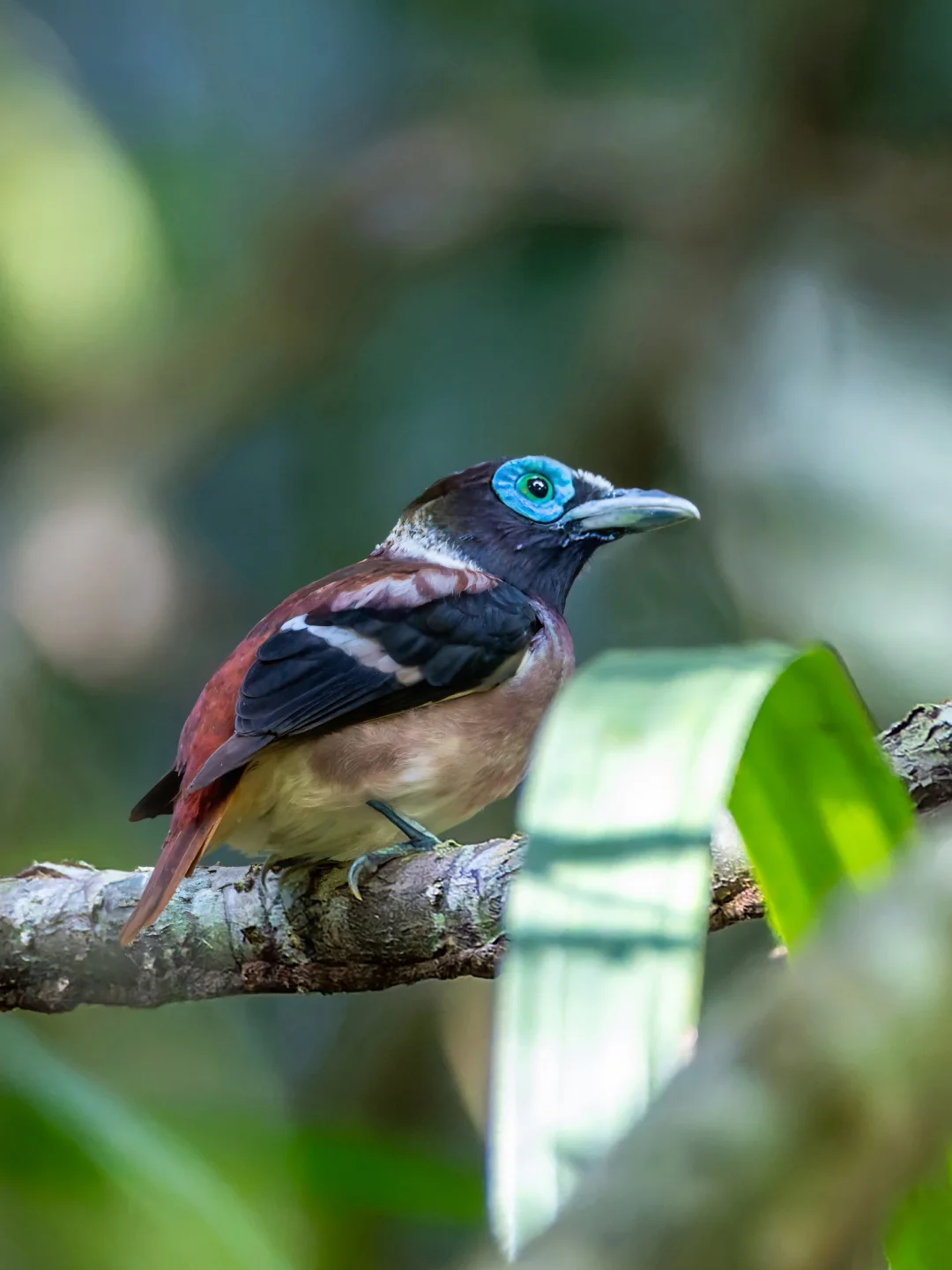 眼睛上贴花的小鸟也太难蹲了吧！