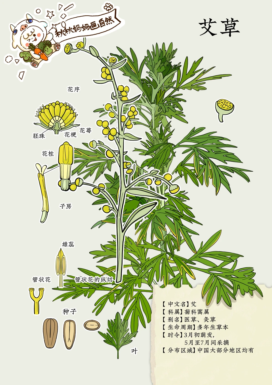 画给孩子的植物科普｜艾草，端午的守护星
