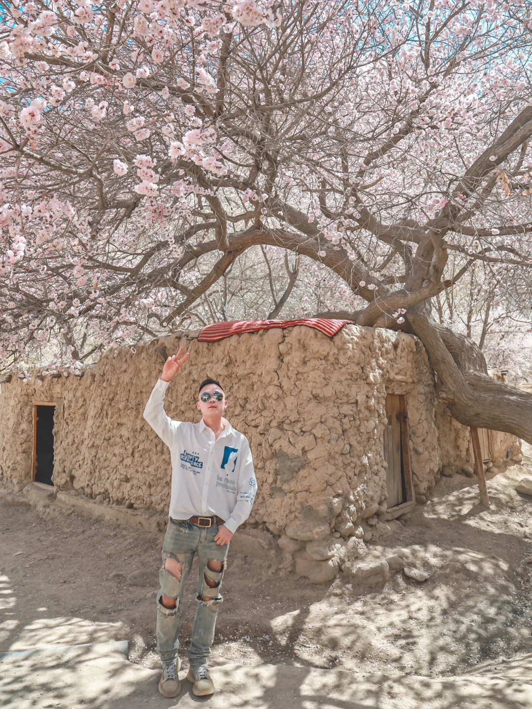 雪山下的杏花，是春天最美的情书！