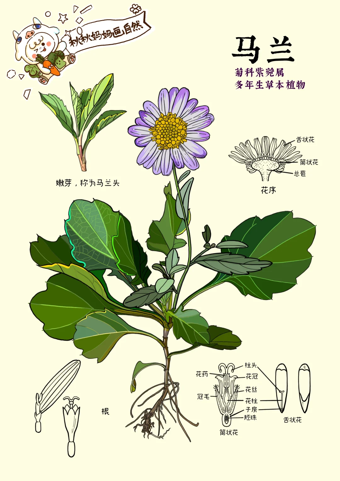 画给孩子的植物科普｜马兰