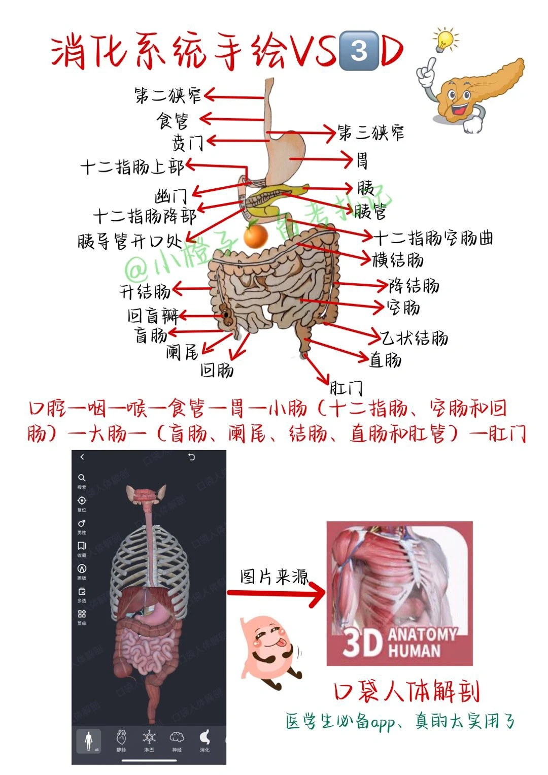 📖护师笔记｜消化系统生理解剖图🙋