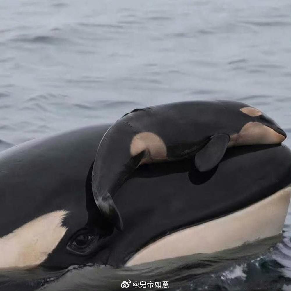 #虎鲸妈妈带幼崽尸体十七天# 【跨越十几天的海域，不肯放下逝去的幼崽，母爱不分物种】虎鲸妈妈带着幼崽尸体漂泊十七天，不肯放下逝去的孩子，震撼无数人。动物的母爱从不是人类赋予的滤镜，是刻在本能里的牵挂。明明幼崽已经离世，它依旧托着小家伙，跨越漫长海域，迟迟不愿告别。世间母爱本就相通， ​