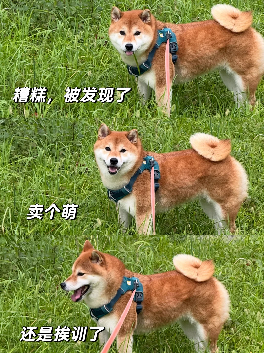 遛狗的时候要盯紧全场