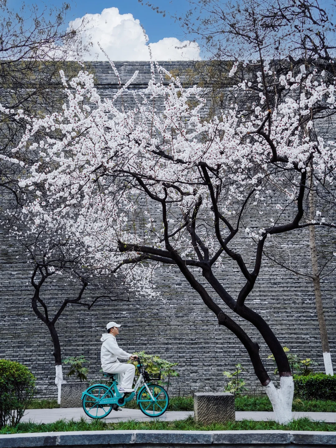 可惜你没来西安🌸不知道这里的春天有多美❗️