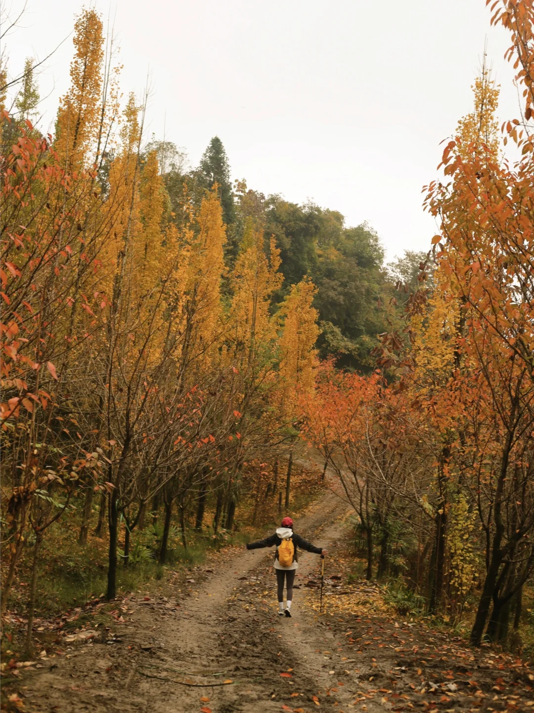 成都40分钟直达！免费彩林徒步路线天花板！