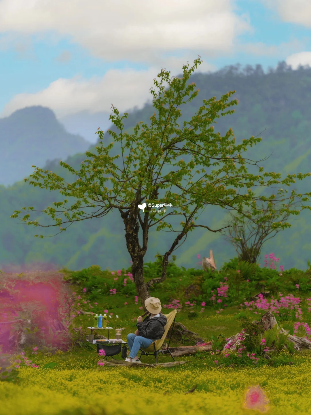 美哭❗️牛背山免费未开发的🌲山顶花海秘境